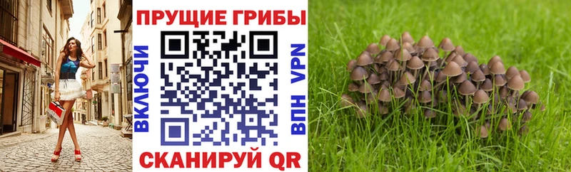 Псилоцибиновые грибы Cubensis  Серафимович 